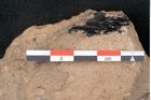 Foto (Detailansicht) von Araucaria sternbergii Goeppert (NHMW-GEO-2024-0188-8306)